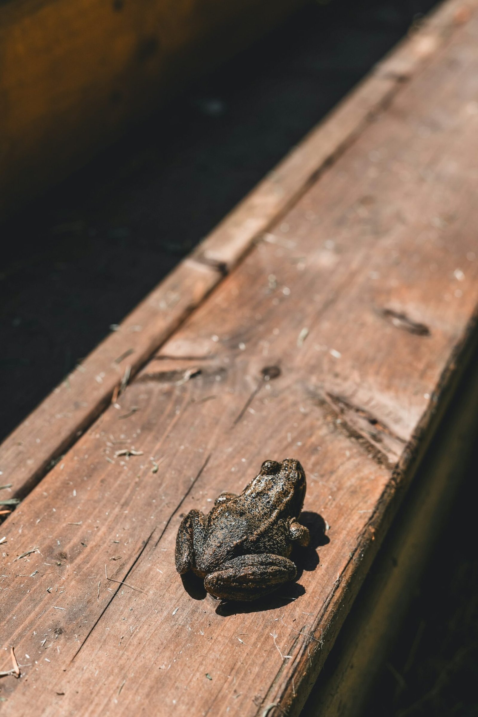 Close-up of a worn deck board showing surface checking