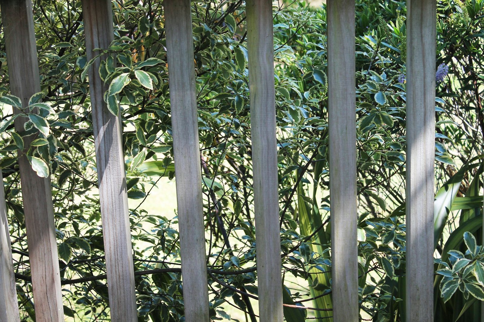 Wooden deck balusters and guard rail with greenery behind