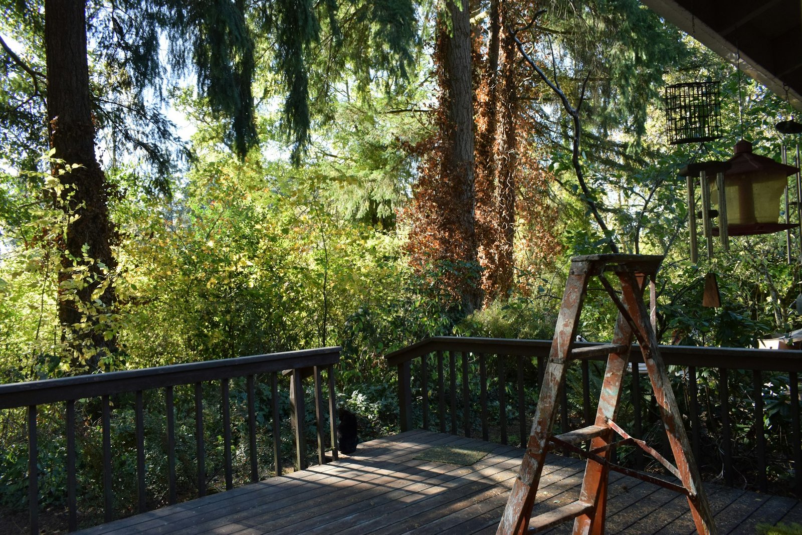 Deck Replacement